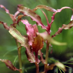 ZELDZAAM - Murdannia engelsii 'Red' - Ondergedompeld gegroeid