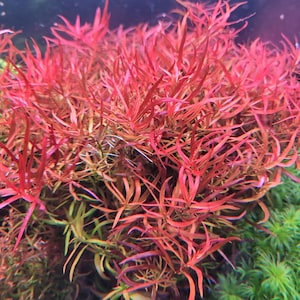Può includere: Primo piano di una vibrante pianta acquatica con foglie rosse sottili. La pianta ha un aspetto denso e cespuglioso, con le foglie che si irradiano verso l'esterno. Lo sfondo presenta altre piante acquatiche verdi.