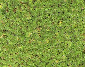 Azolla Floating Plant | Fairy Moss, Mosquito Fern for Shrimp Tanks