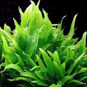 May include: Close-up of vibrant green aquatic plant with textured, elongated leaves. The plant has a lush, full appearance, with multiple leaves and a dark background. Ideal for aquarium decor.