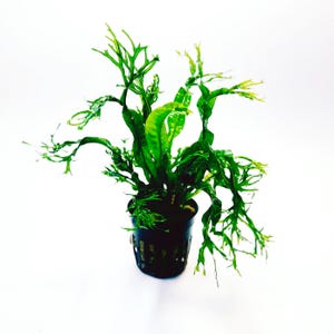 May include: A vibrant green aquatic plant in a black plastic pot. The plant features long, slender, and intricately shaped leaves, with a mix of solid and feathery textures. The plant is set against a clean white background, highlighting its natural beauty.