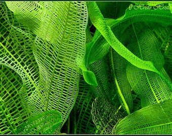 Madagascar Lace Plant – Rare Exotic Aquarium Plant for Planted Tanks - Unique Lace Leaf