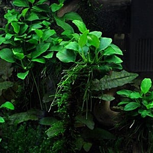 May include: Close-up of aquatic plants with vibrant green leaves. The image showcases various types of plants, including those with broad, rounded leaves and others with delicate, needle-like foliage. The plants are arranged in a naturalistic setting, possibly an aquarium.