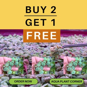 May include: An image promoting a plant sale with the text "BUY 2 GET 1 FREE" in black and white. The background shows small green aquatic plants. The bottom of the image has two green buttons with the text "ORDER NOW" and "AQUA PLANT CORNER".