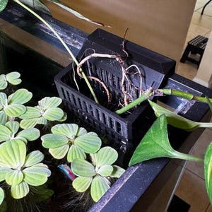 Op de afbeelding: Een zwarte plastic plantenhouder met een sleufontwerp, met plantenwortels en -stengels, bevindt zich in een aquarium. Groene drijvende planten en een glimp van een kleurrijke vis zijn zichtbaar in het water. Een pothos-plant is gedeeltelijk zichtbaar.