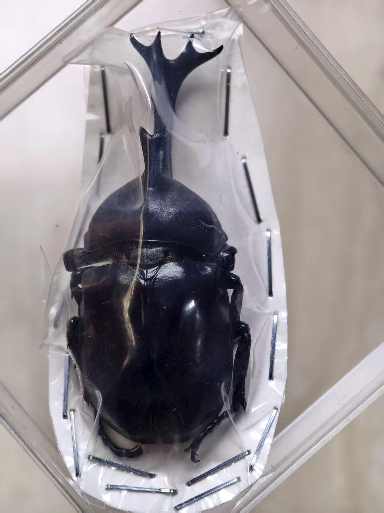 剥製＆珍品 - Etsy 日本