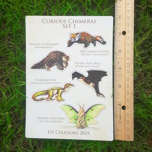May include: A set of six colorful stickers featuring whimsical animal hybrids. The stickers feature a red panda turtle, a flying fox orca, a tuatara raptor, a pangolin wombat, a prairie luna dog, and a luna moth. The stickers are labeled with the scientific names of the hybrid animals. The stickers are part of a set called "Curious Chimeras, Set 1".
