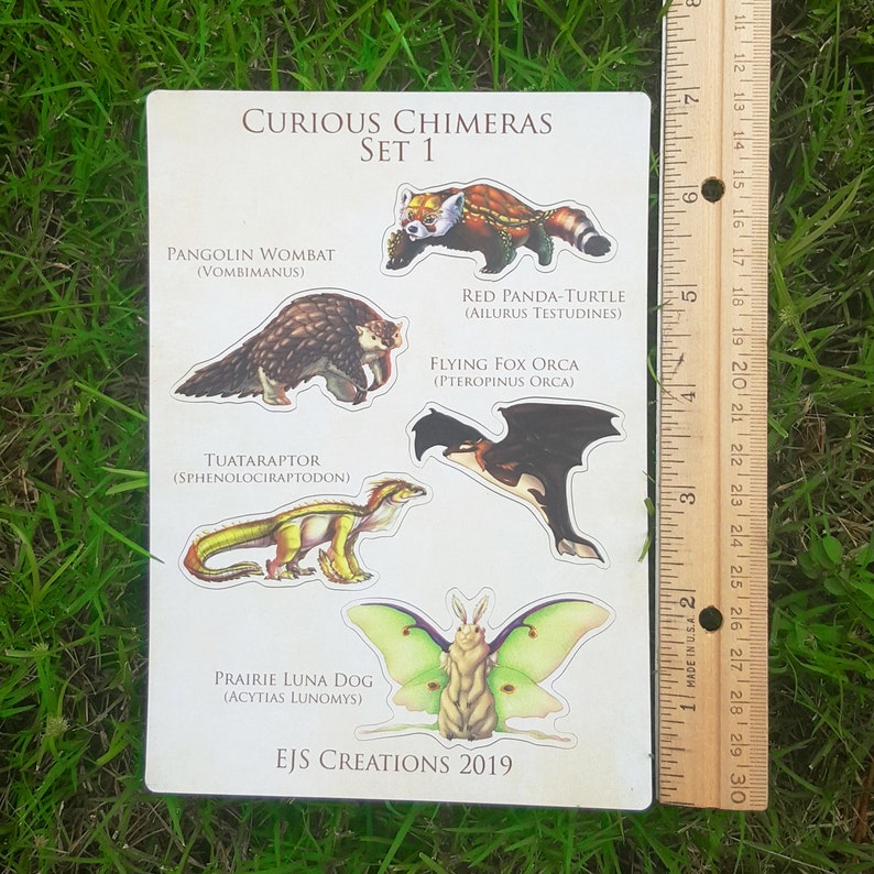 May include: A set of six colorful stickers featuring whimsical animal hybrids. The stickers feature a red panda turtle, a flying fox orca, a tuatara raptor, a pangolin wombat, a prairie luna dog, and a luna moth. The stickers are labeled with the scientific names of the hybrid animals. The stickers are part of a set called "Curious Chimeras, Set 1".
