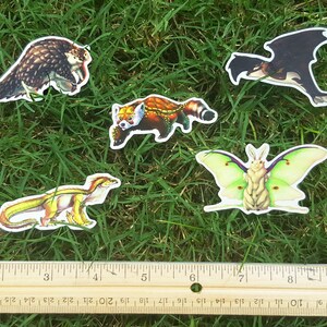 May include: Five colorful stickers featuring different animals. The stickers are on a green grassy surface with a wooden ruler for scale. The animals include a red panda, a moth, a pangolin, a dinosaur, and a bat.