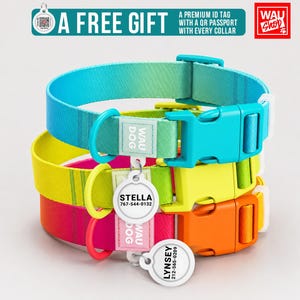 Op de afbeelding: Drie gestapelde hondenhalsbanden in kleurverlopen van blauw, geel en roze, elk voorzien van een plastic klikgesp, een metalen D-ring en een wit rond identificatieplaatje met de namen Stella of Lynsey en telefoonnummers erop gedrukt.