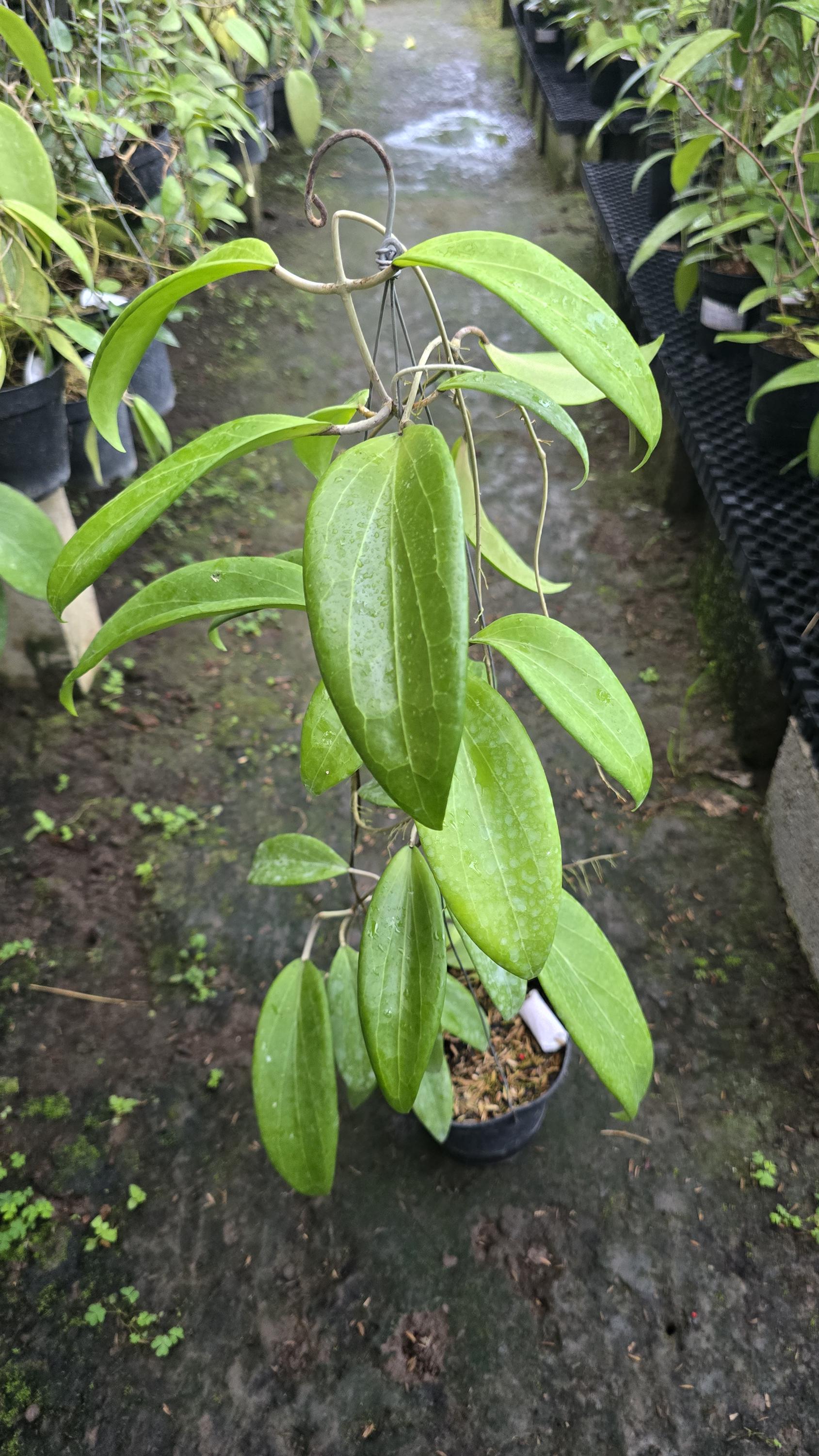 Hoya glabra - Etsy 日本