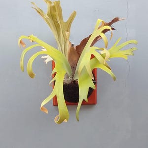 Platycerium Willinckii Dwarf - Etsy