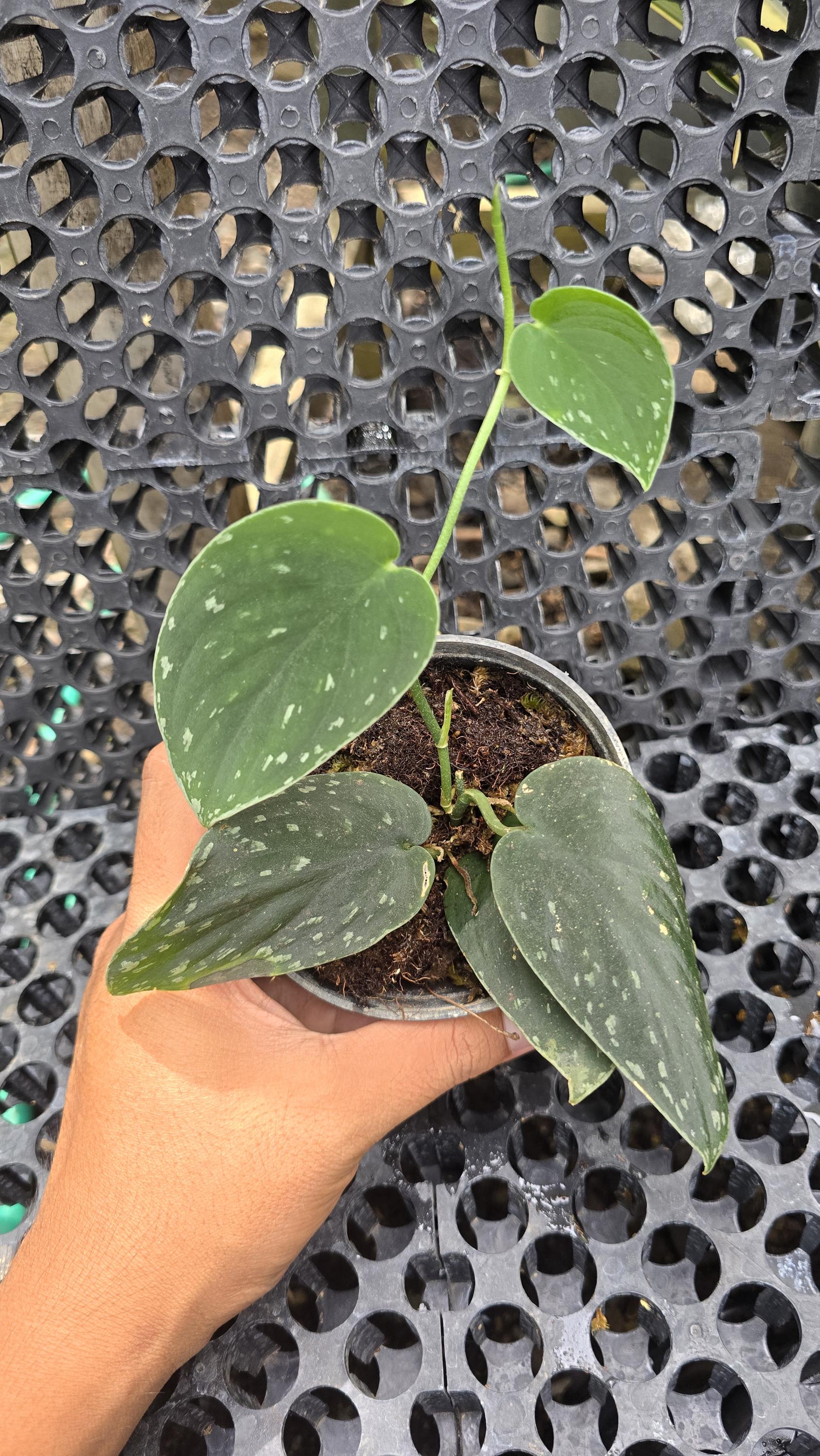Scindapsus borneo - Etsy 日本