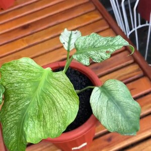 Monstera deliciosa devil - Etsy 日本
