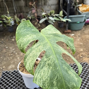 Monstera Devil Monster Variegated Borsgiana 1 Liść Duży Prawdziwy Obraz.