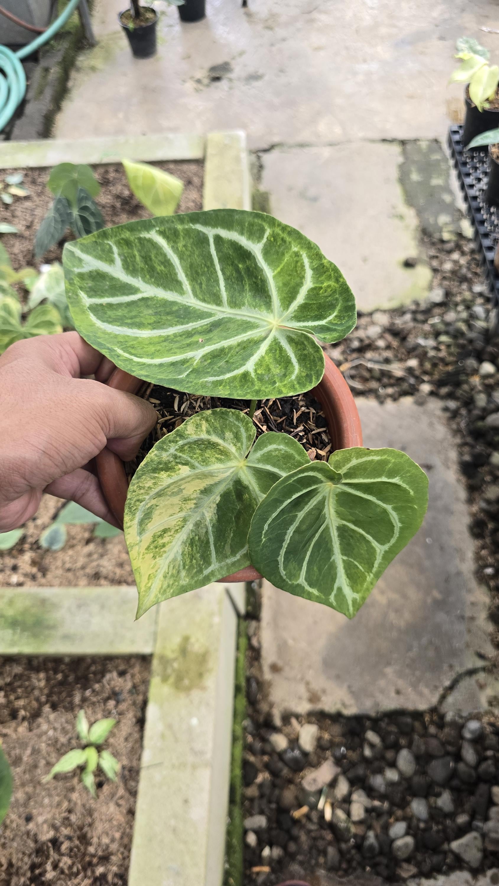 Anthurium Magnificum X Silver Blush - Etsy