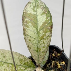 May include: Close-up of a Hoya plant leaf with a variegated pattern. The leaf is primarily green with white and pinkish-red patches. The plant is in a small black pot with visible soil and small yellow fertilizer balls.