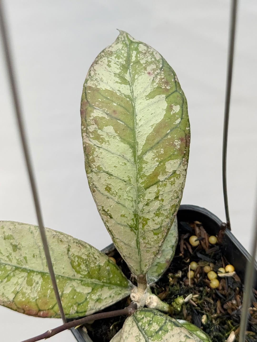 Hoya gunung gading - Etsy 日本