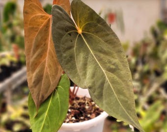 Anthurium Papillilaminum Mint Variegated Real Picture.