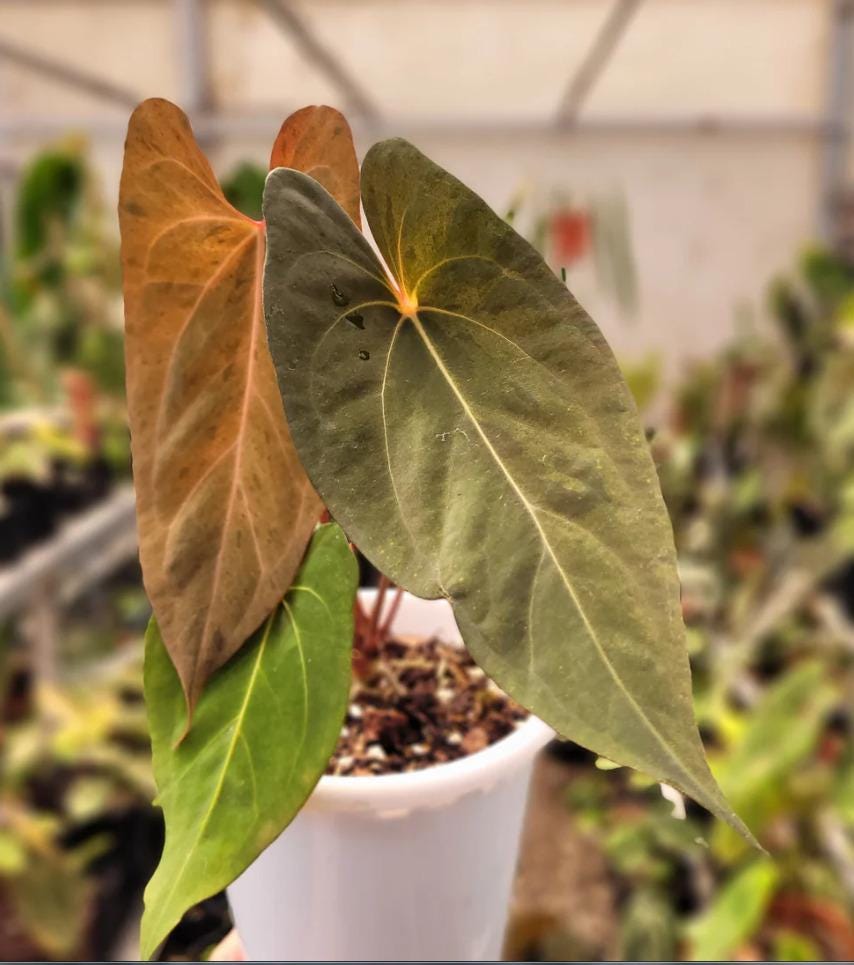 Anthurium papillilaminum - Etsy 日本