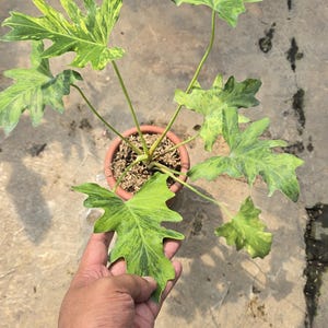 Può includere: Una pianta di Philodendron in vaso con grandi foglie lobate in tonalità di verde e giallo. La pianta è in un vaso di terracotta e le foglie sono tenute da una mano. La pianta si trova in una serra.