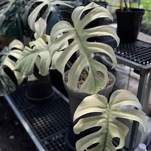 Puede incluir: Primer plano de plantas de Monstera deliciosa 'Albo Variegata'. Las hojas grandes y divididas muestran un llamativo patrón de variegación blanca y verde. Las plantas están en macetas grises, mostrando el follaje único.
