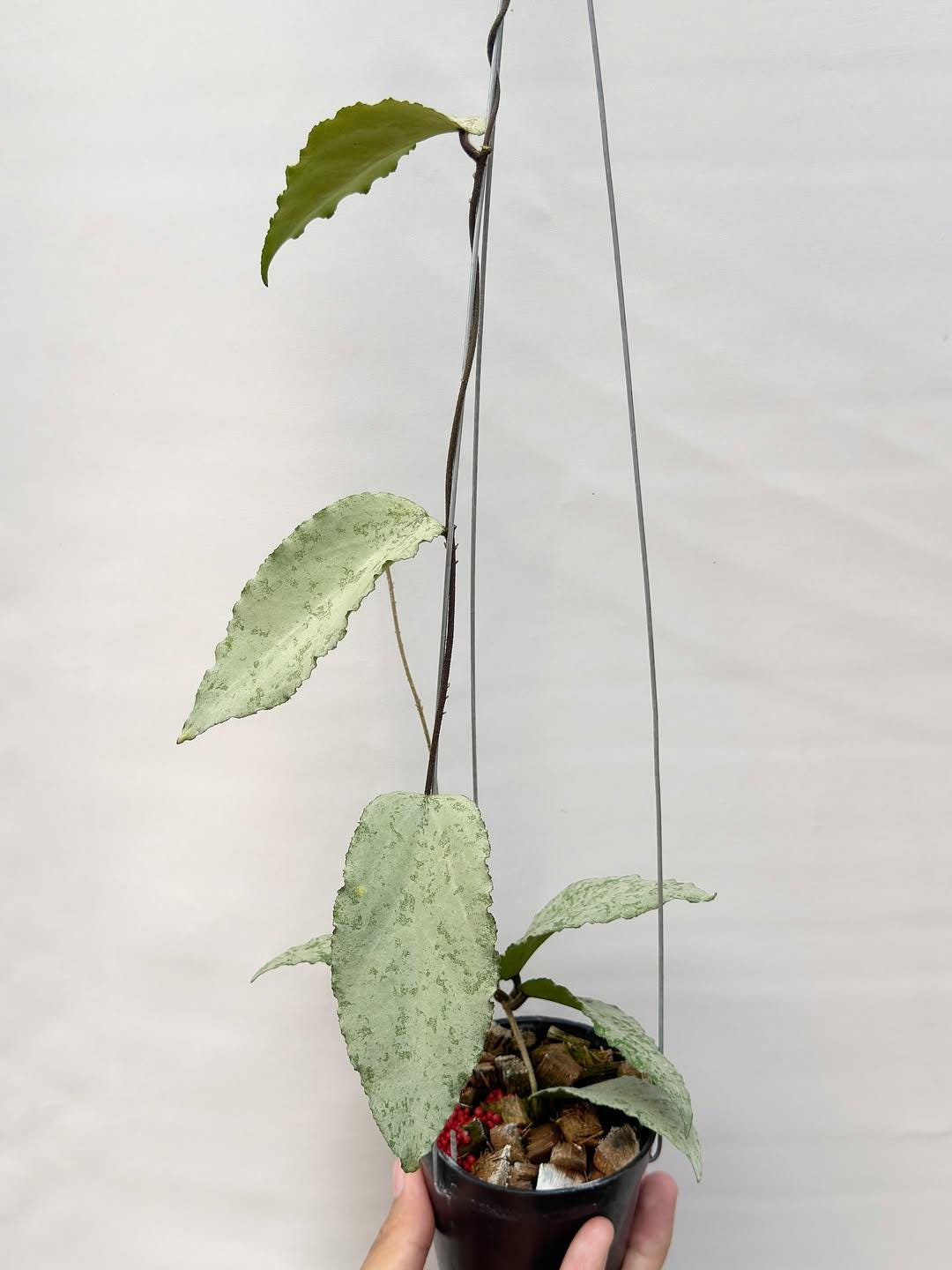 Hoya caudata gold - Etsy 日本