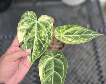 Anthurium Crystallinum Yellow Variegated Real Pikture