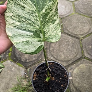 Op de afbeelding: Een kamerplant in een zwarte pot met een groot, bont blad. Het blad is voornamelijk groen met witte adering. De plant staat op een grijze, getextureerde ondergrond.