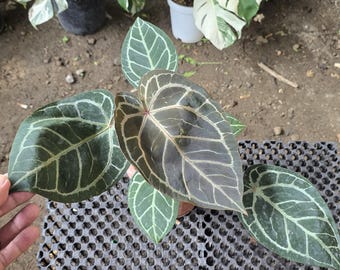 Anthurium Zara Michelle x Red Tezula Dark Form av verklig bild