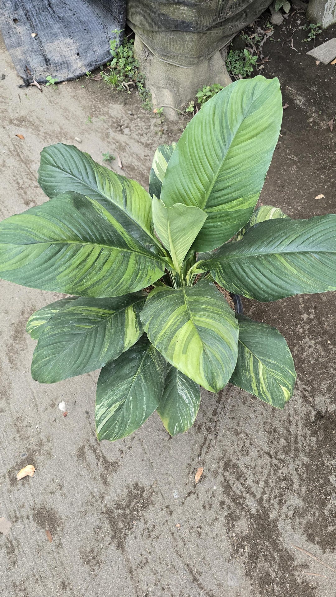 Spathiphyllum Sensation Variegated Real Pikture Big Leaves - Etsy