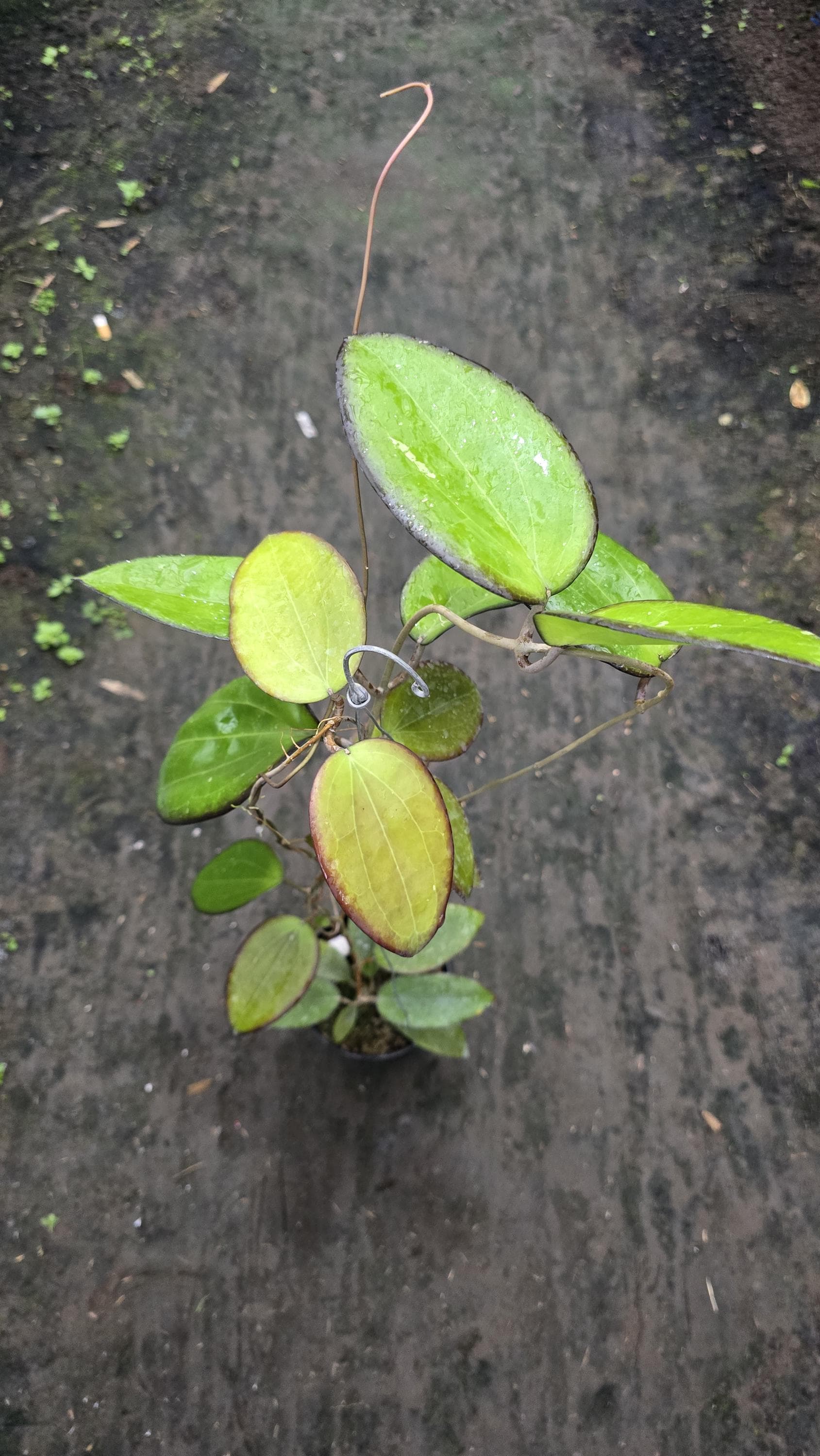 Hoya glabra - Etsy 日本