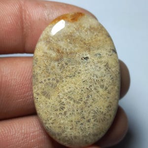 May include: Oval-shaped polished gemstone with a beige and brown color palette. The stone has a unique pattern of small, circular shapes, and a glossy finish. The top of the stone has a small area of orange-brown color.