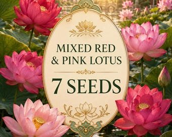 7 Mixed Red Pink Lotus Seeds Nelumbo Nucifera Aquatic Flower Pond Garden Planting