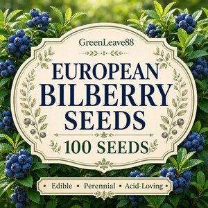 ヨーロッパビルベリーの種子、Vaccinium myrtillus、食用ベリー低木、森林の地被植物