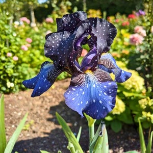 May include: A close-up of a striking iris flower. The petals are a deep blue-purple, speckled with white dots. The flower's lower petals are a vibrant blue with white spots and intricate veining. The background is a blurred garden scene.