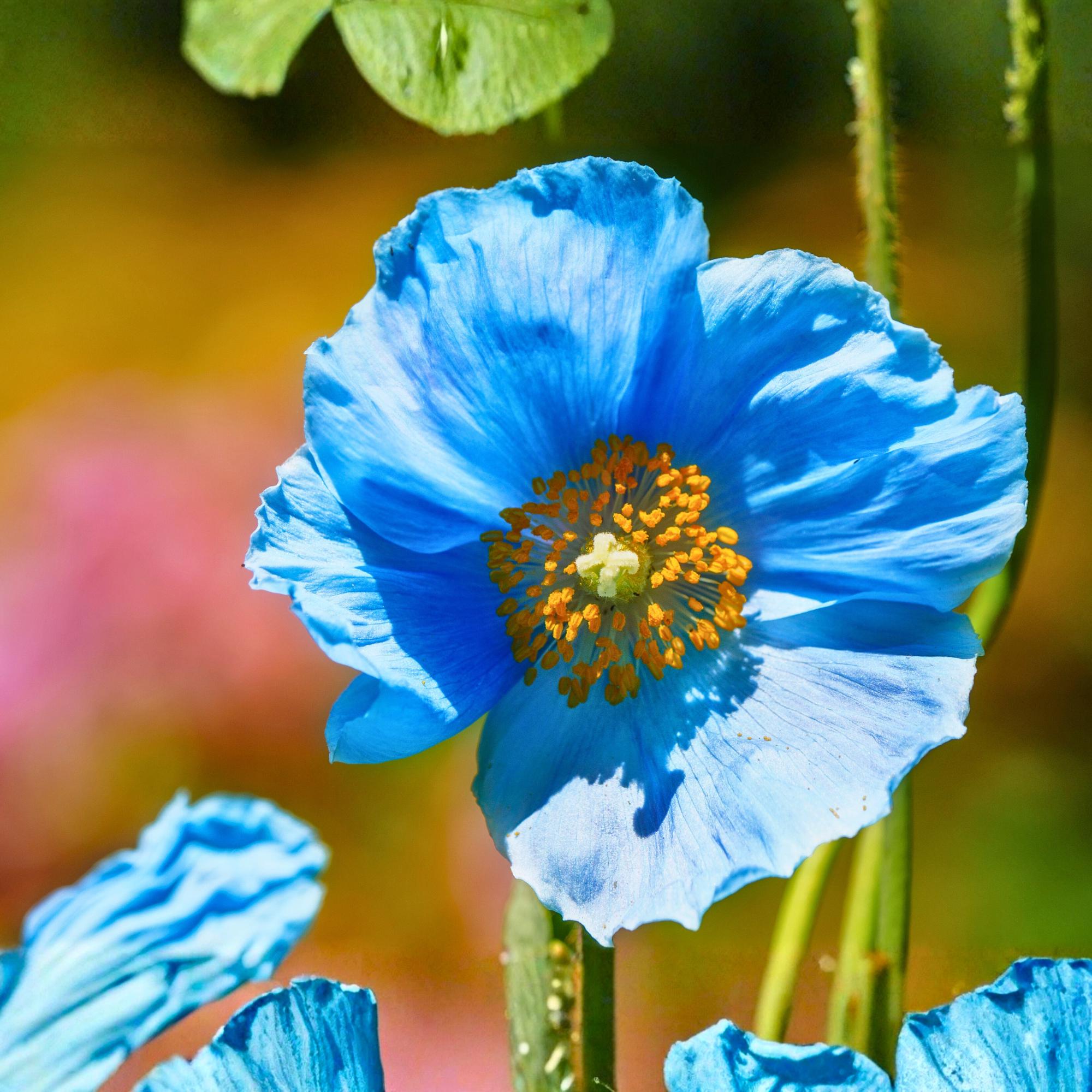 Poppy seeds - Etsy 日本