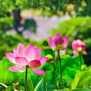 7 semi misti di loto rosso rosa Nelumbo nucifera, fiori acquatici, stagno, giardino, piantagione