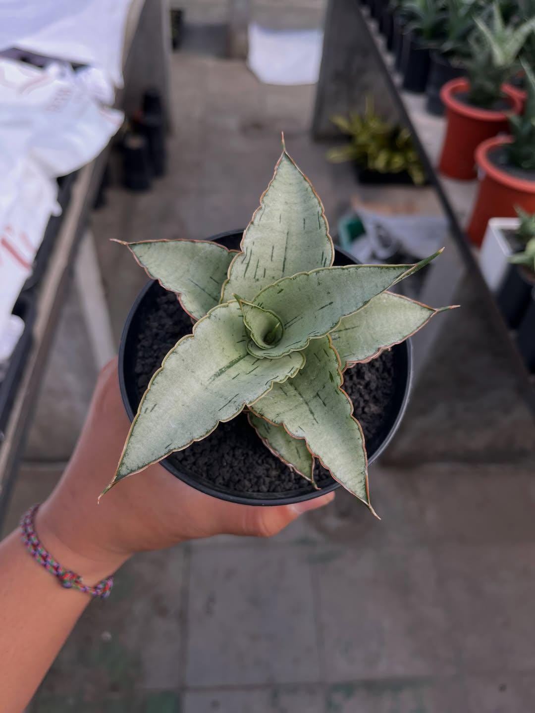 Angela philodendron - Etsy 日本