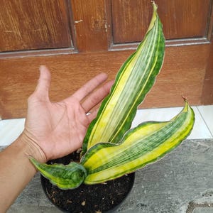 Puede incluir: Una planta de serpiente en maceta con hojas largas y verticales. Las hojas son verdes con rayas amarillas y blancas. La planta está en una maceta negra, frente a una puerta de madera.