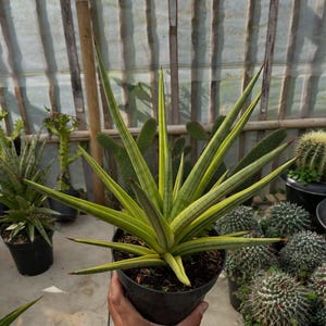Sansevieria Crown - Etsy
