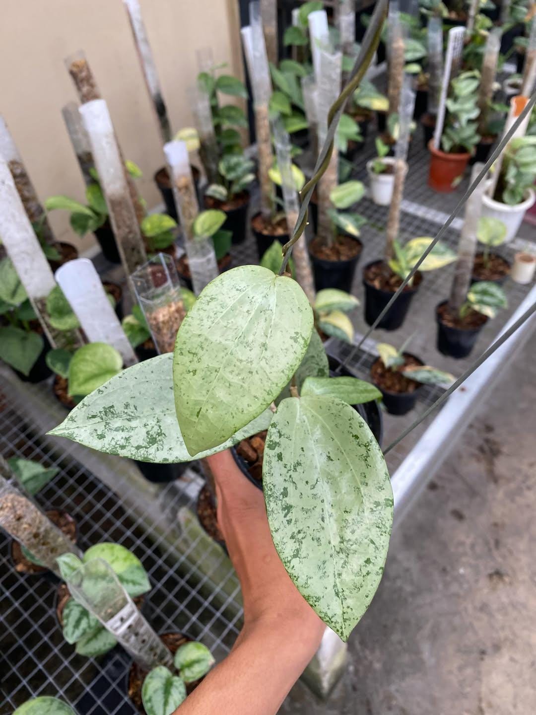 Hoya glabra - Etsy 日本