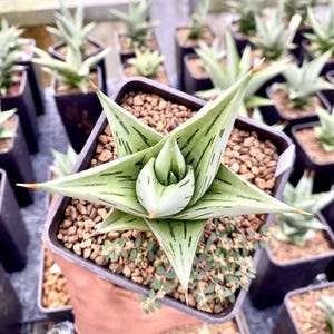 Híbrido de Sansevieria viva de Pinguicula variegada (foto real)