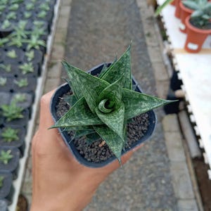 May include: A potted succulent plant with star-shaped leaves. The leaves are a mottled green colour with pointed tips. The plant is in a small black square pot filled with dark soil and small rocks. The plant is held by a person.