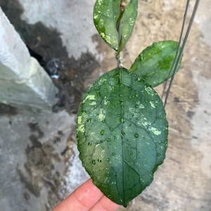May include: A Hoya plant with thick, dark green, ovate leaves featuring prominent veining and light green to cream-colored variegation. The leaves are covered in small water droplets and are attached to a thin, vertical wire support structure.