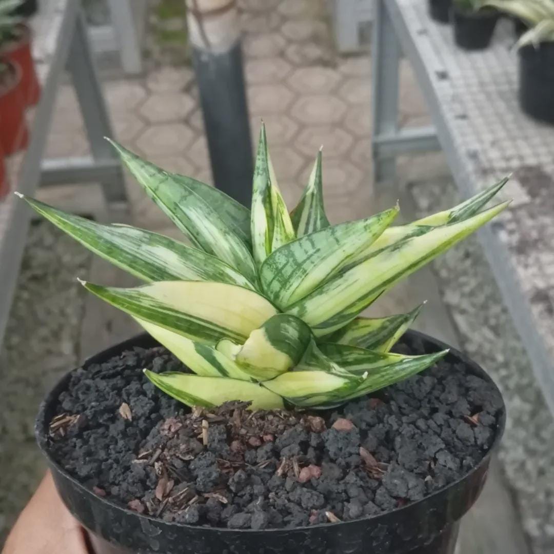 Hybrid sansevieria - Etsy 日本