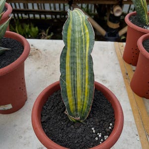Puede incluir: Una planta de serpiente en maceta con una hoja a rayas verdes y amarillas. La planta está en una maceta de terracota llena de tierra oscura y bolitas de fertilizante blancas. Otras plantas en maceta son visibles en el fondo.