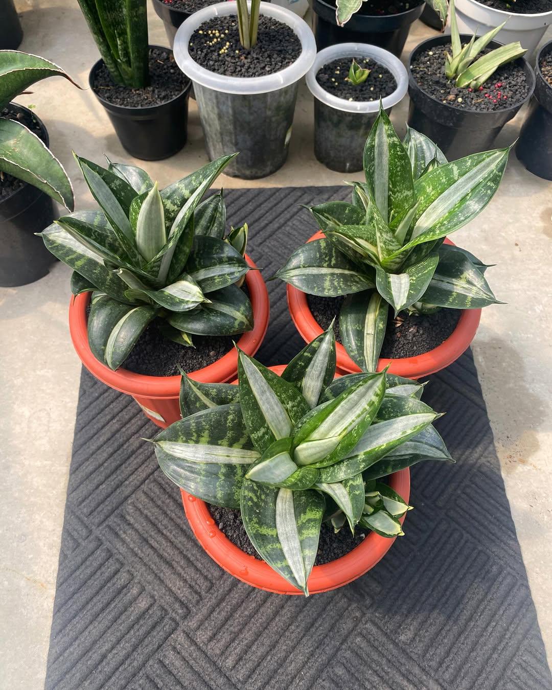 Aglaonema stripes - Etsy 日本