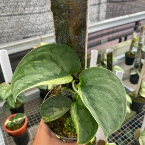 May include: A potted Scindapsus pictus plant featuring heart-shaped, variegated green and silver leaves. The plant is supported by a vertical moss pole, with the soil surface covered in green moss, contained within a dark plastic nursery pot.