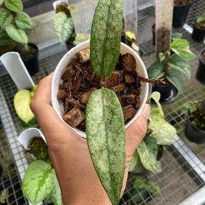 Hoya Mitrata Silver - Etsy